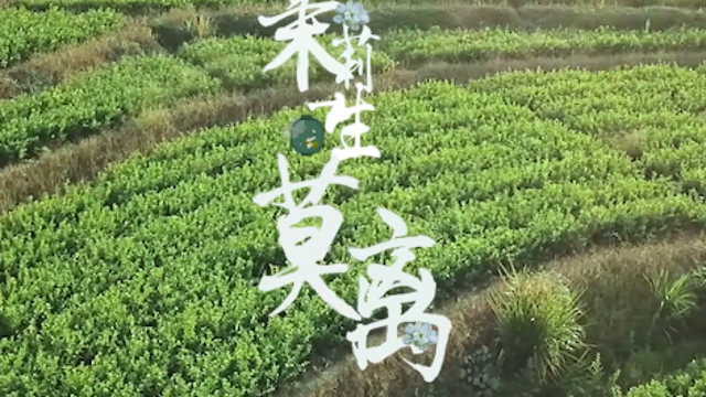 一朵茉莉一生莫離