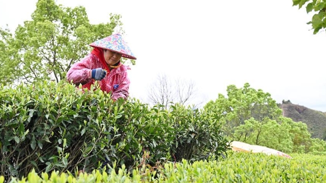 福建福鼎：又到春茶采摘時