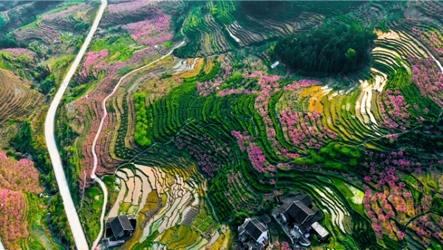 福安畬鄉(xiāng)萬畝桃花綻放