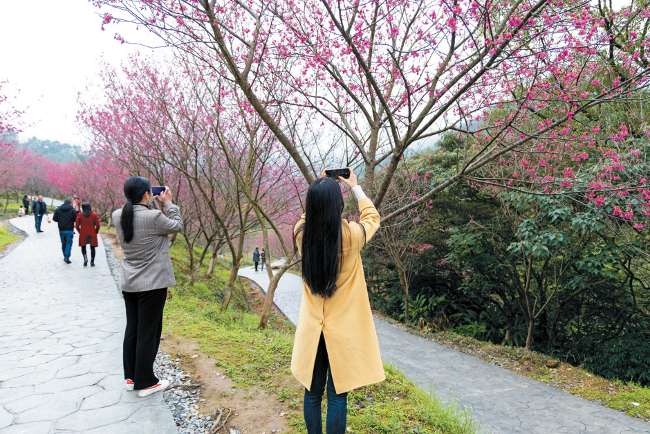 福清靈石山國家森林公園萬株櫻花盛開