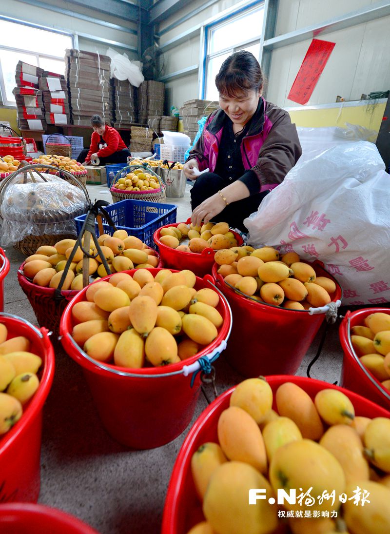 福清市一都鎮(zhèn)：“一粒”枇杷闖出鄉(xiāng)村振興新路子