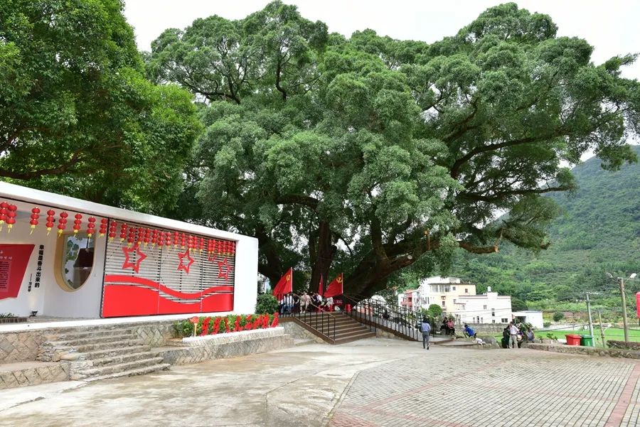 打通黨建“神經末梢” 榕樹下講習所開講了