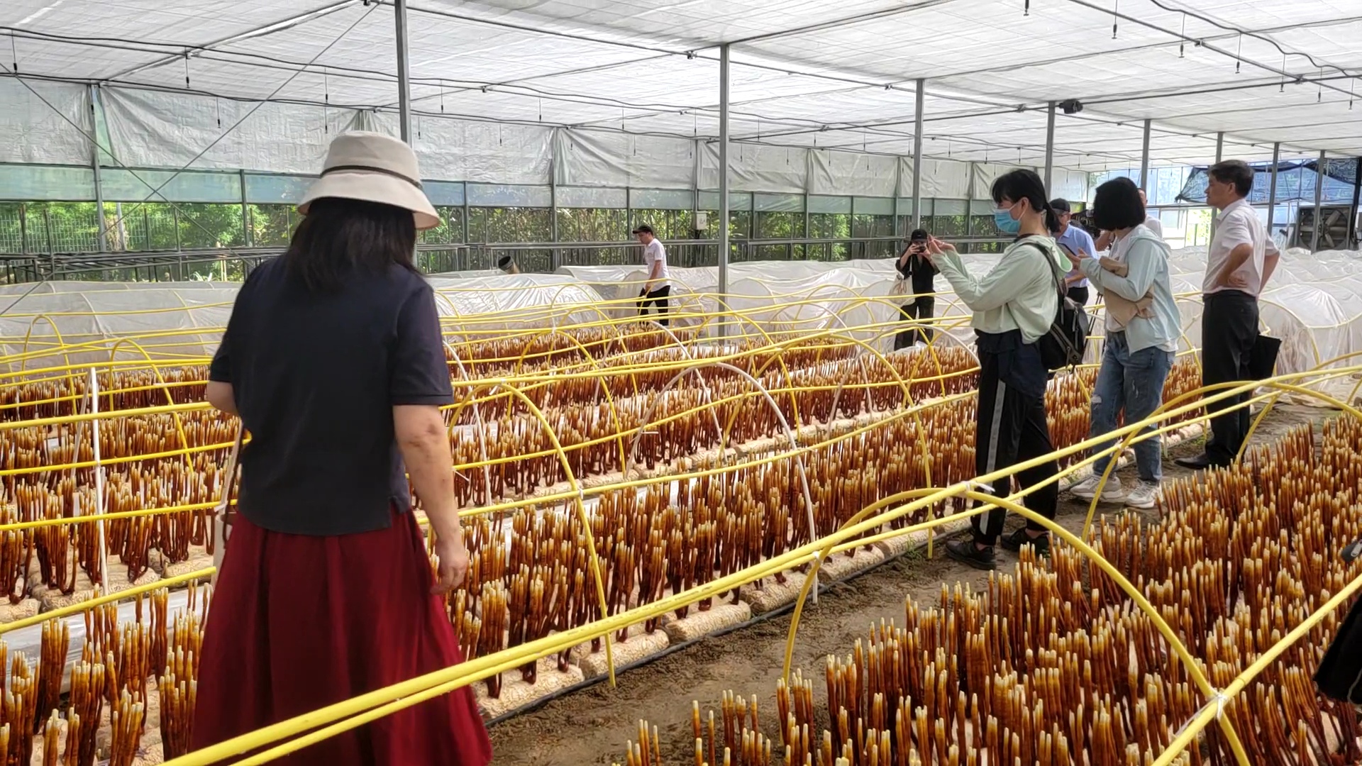 福清成功培育“鹿角靈芝”
