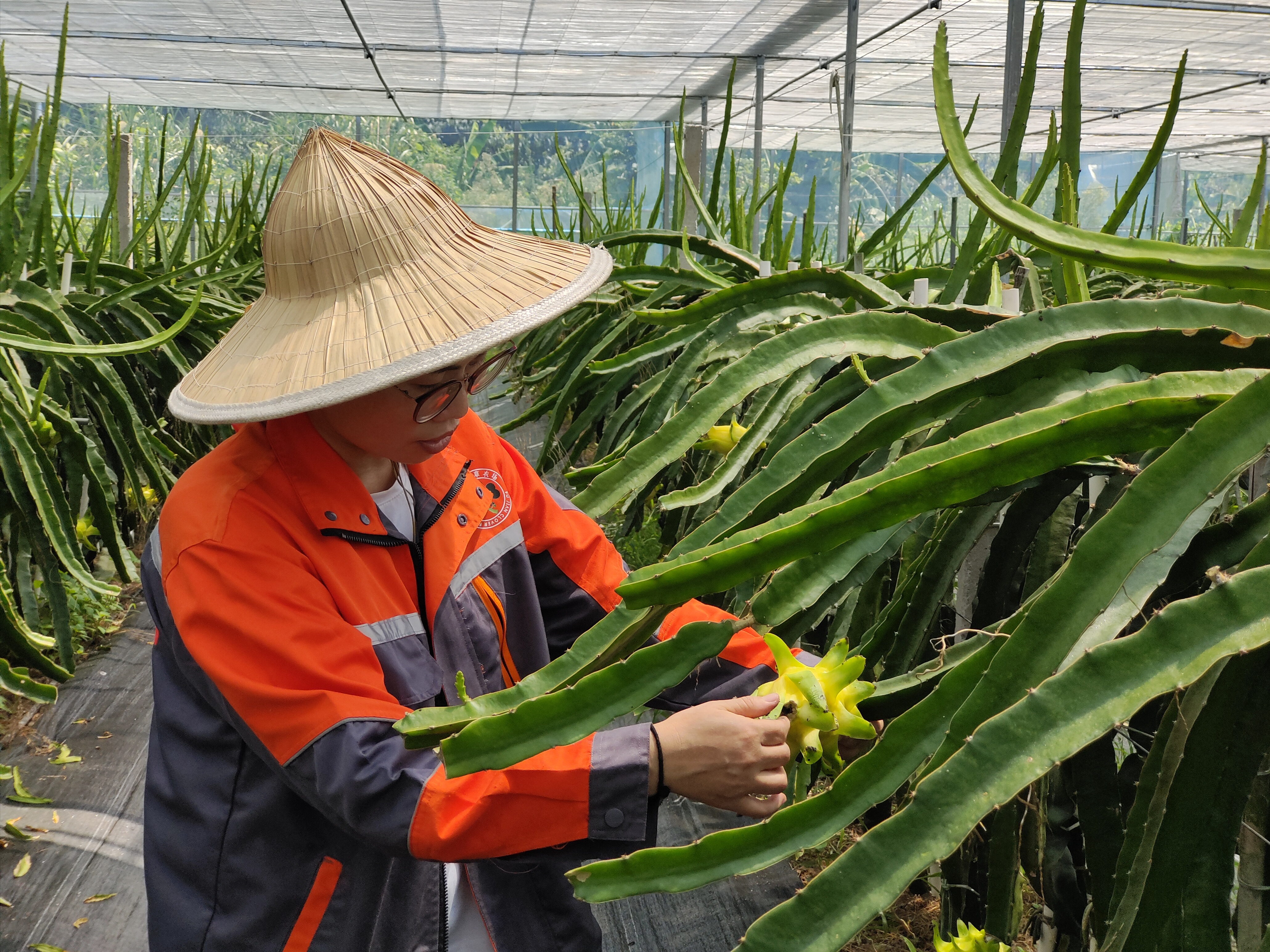 福清臺(tái)灣農(nóng)民創(chuàng)業(yè)園多措并舉保障農(nóng)業(yè)生產(chǎn)