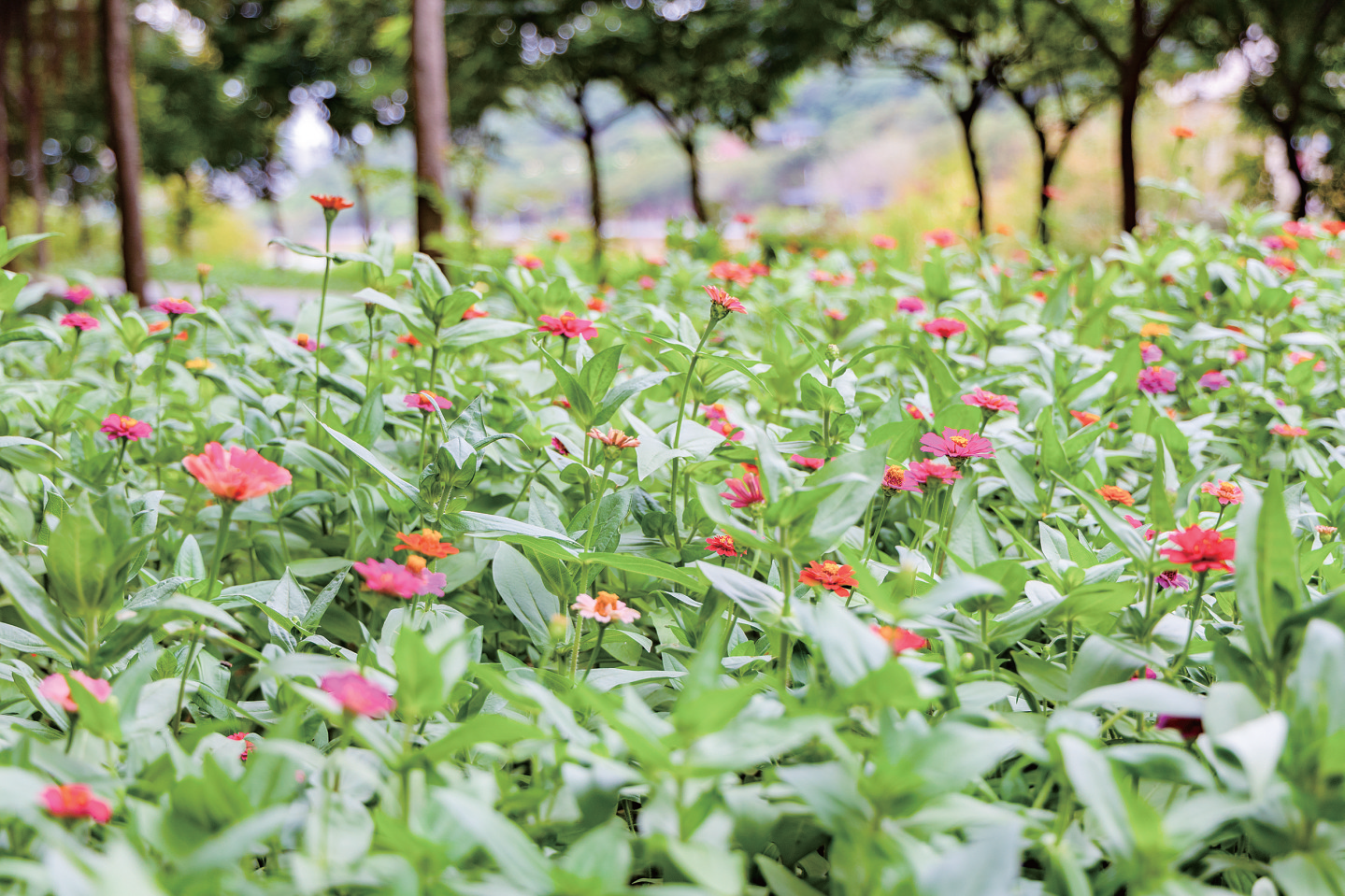 龍江公園外灘姹紫嫣紅秋色美