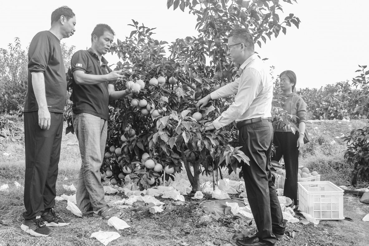 農業科技人員下田間地頭助農增收