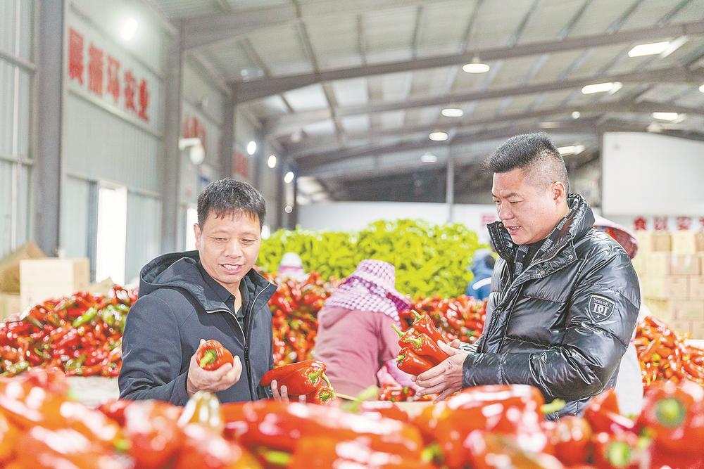 福清：保障“菜籃子”，基地采收忙