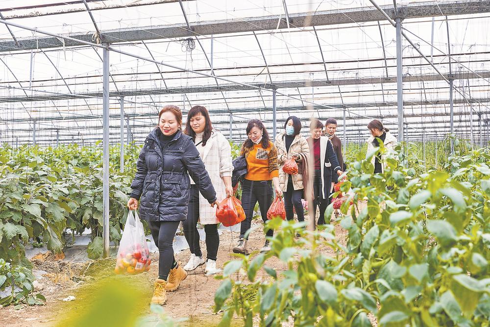 福清：保障“菜籃子”，基地采收忙