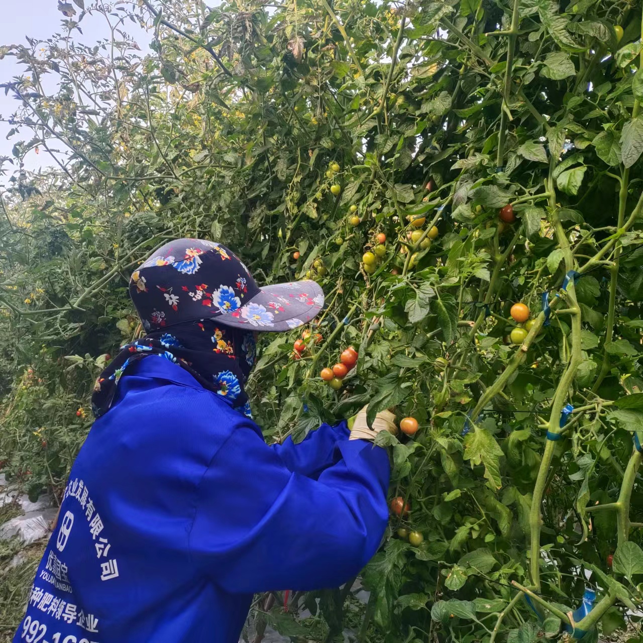 福清市聚力農機農民專業合作社試種千禧果獲豐產