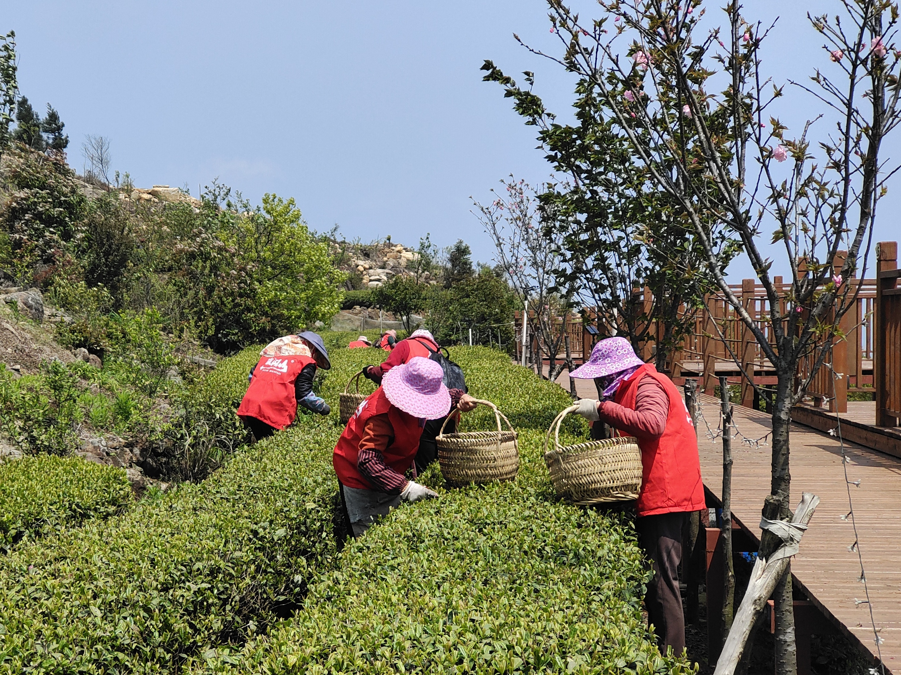 春茶又飄香 茶園采摘忙