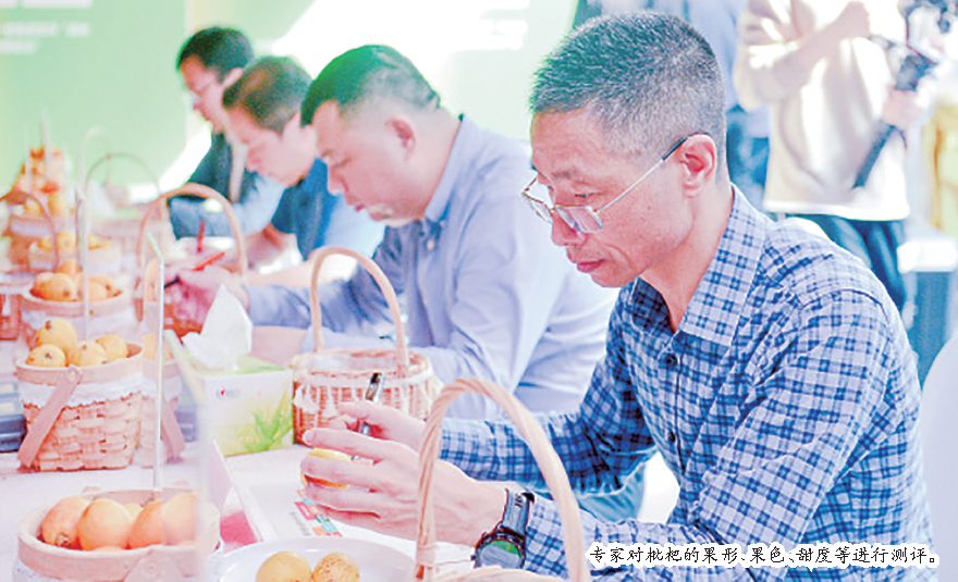 第六屆福州（福清）枇杷文化節(jié)開幕