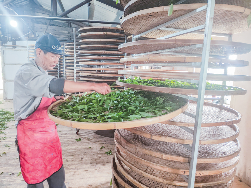 大山坡茶場茶農(nóng)采茶忙