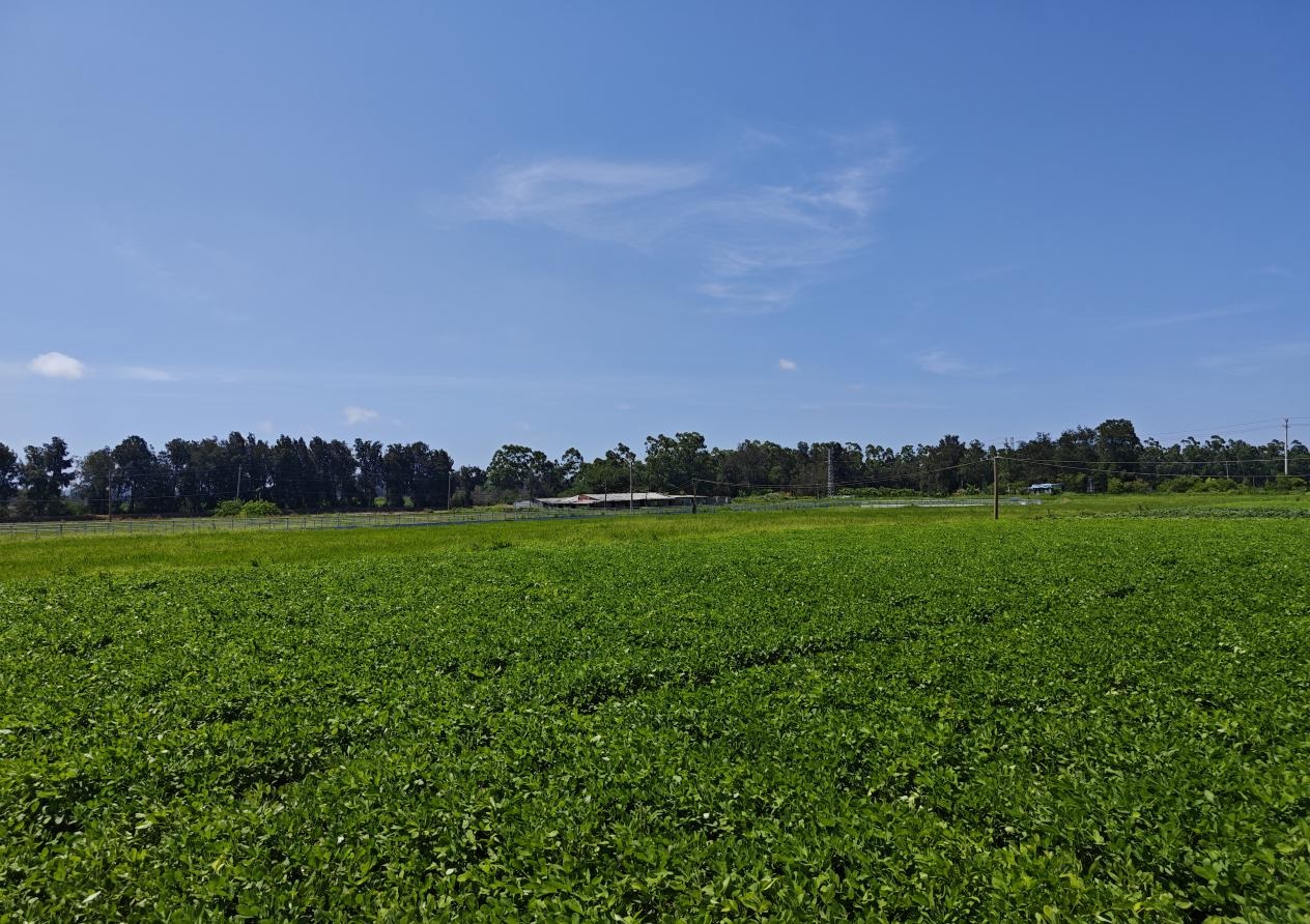 港頭鎮(zhèn)推進(jìn)土地綜合整治項(xiàng)目500多畝 港頭鎮(zhèn)推進(jìn)土地綜合整治項(xiàng)目500多畝