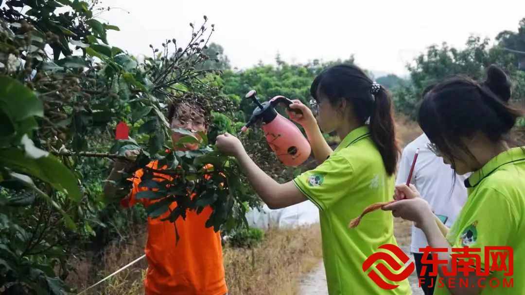 龍眼節4.jpg