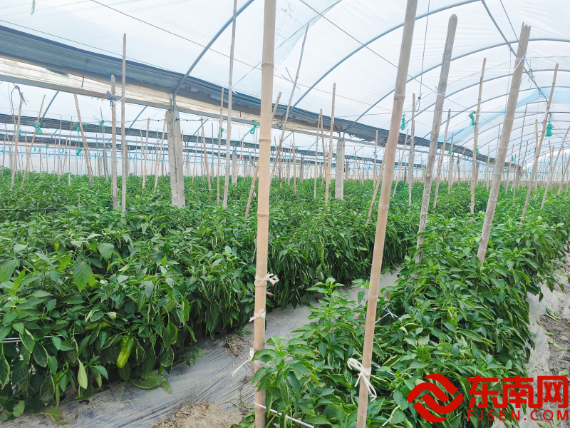 8利農(nóng)集團蔬菜大棚.png
