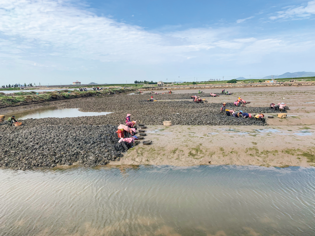 海口鎮斗垣村2000多畝海蟶喜獲豐收