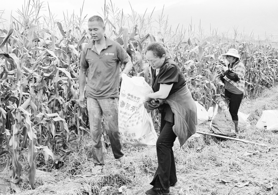 愛心協會助力農戶銷售玉米 愛心協會助力農戶銷售玉米