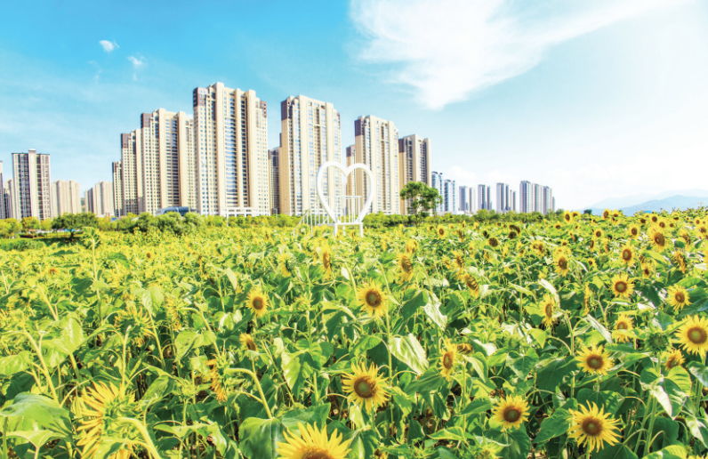 “福清愛情”主題花海 向日葵向陽盛放