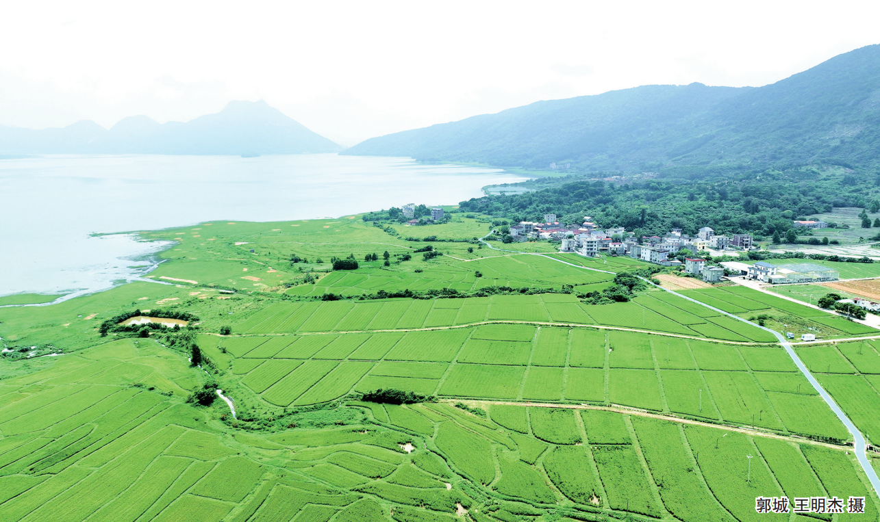 東張水庫流轉1000多畝庫區農田用于綠色種植
