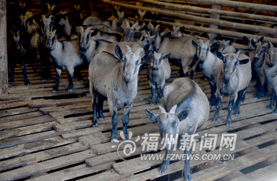 “80后福清哥”和500畝家庭農場 養蝦放牧載果樹